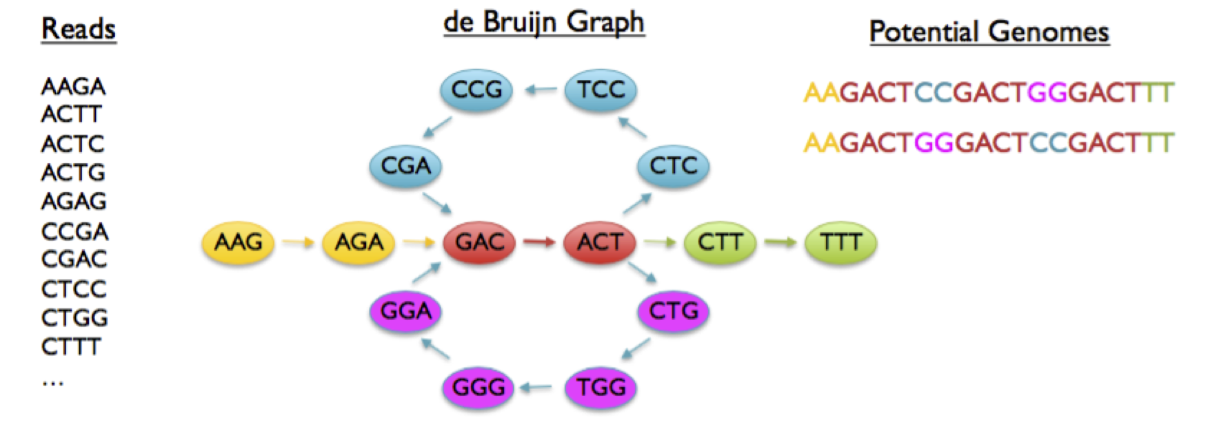 Graphical summary of a de novo assembly algorithm. Sequence reads are broken down into constituent k-mers and a network of overlapping k-mers is produced. The paths in the graph are traversed and the k-mers collected into a growing string representing a long sequence in the original data and therefore genome.