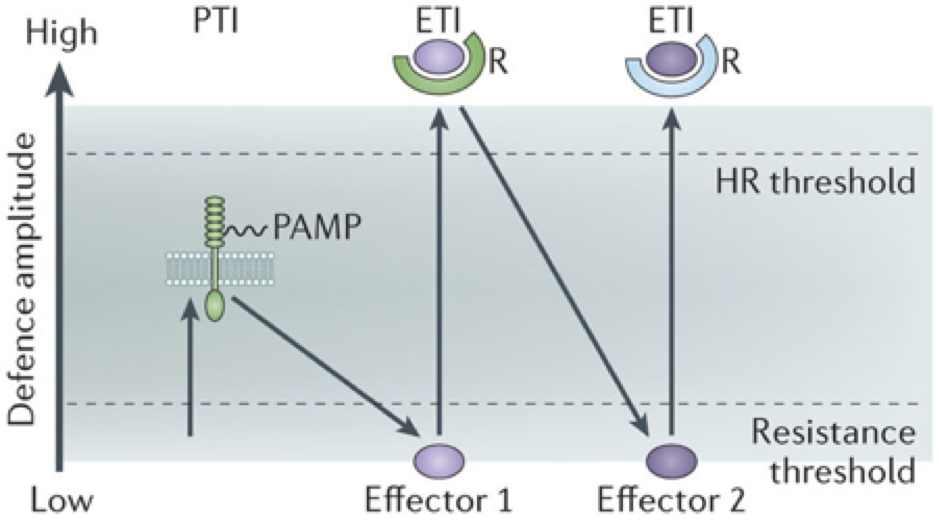 The zig-zag model of plant immunity (Jones and Dangl 2006). The ultimate amplitude of defence is the combined sum of resistance output (ETI+PTI) and the difference of the effect of pathogen effectors (-ETS; effector triggered susceptibility). This diagram captures the observation that many PTI and ETI outputs are similar, but HR is associated specifically with successful ETI, and that virulent pathogens with specific effectors are able to suppress immunity to compromise immunity. Image is from Pumplin and Voinnet (2013).