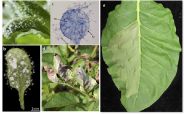 Macroscopic characteristics of plant-pathogen interactions. a, b) Sporulating Hyaloperonospora arabidopsidis (seen on the edges of the leaf in b) growing on Arabidopsis thaliana leaves. Albugo is also growing on the abaxial surface of the leaf in b. c) Trypan blue staining of a H. arabidopsidis-infected leaf of Arabidopsis. d) Foliar symptoms of Phytophthora infestans infection of potato. e) Hypersensitive cell death in tobacco leaf resulting from Agrobacterium tumefaciens-mediated transformation with cognate R gene and Avr gene.