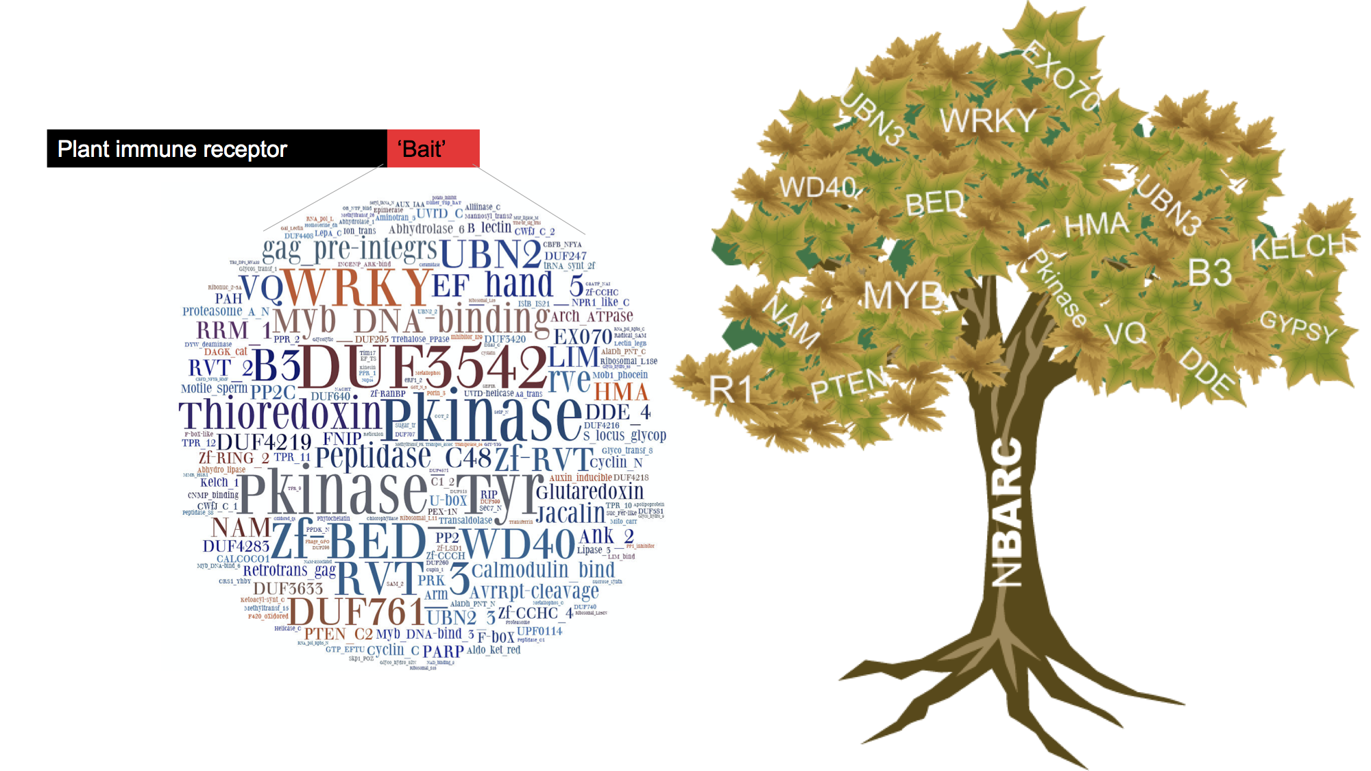 The NLR Integrated Domain Paradigm