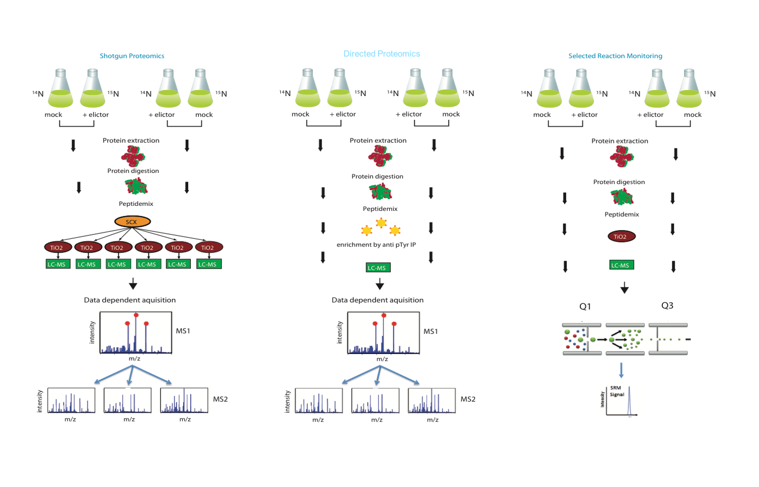 Discovery and targets proteomics workflows