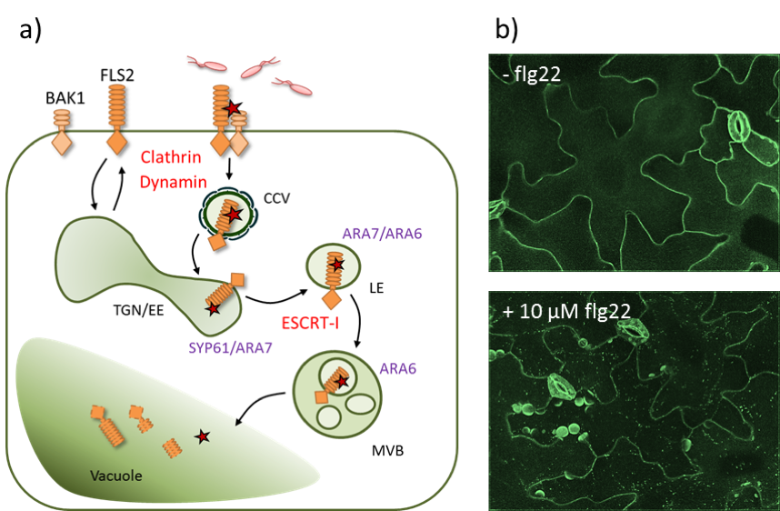 FLS2 endocytsosis. a) The PRR FLS2 and its co-receptor BAK1 localise at the plasma membrane. Upon flg22 perception, a receptor complex is formed and the activated receptor is internalised into clathrin-coated vesicles (CCV) and sorted into intraluminal vesicles of multi-vesicular bodies (MVBs) via the trans-Golgi-network (TGN)/early endosomes (EE) and the late endosomes (LE). Components required for FLS2 internalisation and sorting are indicated in red, endosomal marker proteins are indicated in lilac. b) Confocal micrographs (spinning disc microscopy) of FLS2-GFP before and after elicitation with flg22.